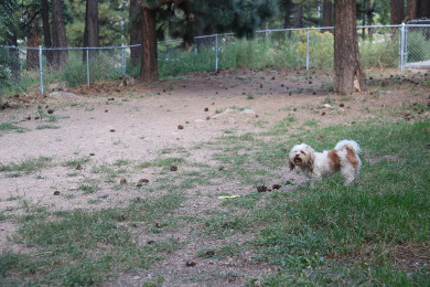 Ponderosa Pines dog park
