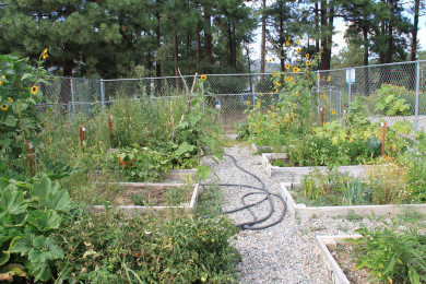 Ponderosa Pines garden